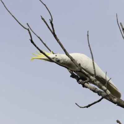 Cacatua galerita (Sulphur-crested Cockatoo) at Molonglo River Reserve - 23 Sep 2023 by JimL