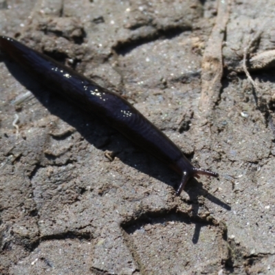 Unidentified Snail or Slug (Gastropoda) at Bandiana, VIC - 17 Sep 2023 by KylieWaldon