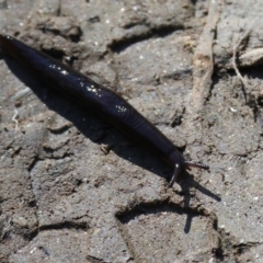 Unidentified Snail or Slug (Gastropoda) at Wodonga Regional Park - 16 Sep 2023 by KylieWaldon