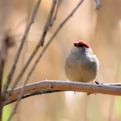 Neochmia temporalis (Red-browed Finch) at Wodonga - 17 Sep 2023 by KylieWaldon