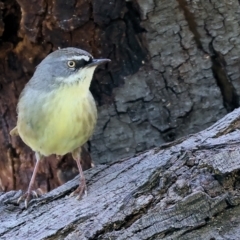 Sericornis frontalis (White-browed Scrubwren) at Wodonga Regional Park - 17 Sep 2023 by KylieWaldon