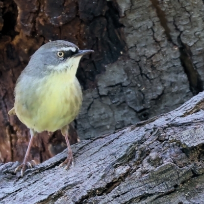 Sericornis frontalis (White-browed Scrubwren) at Wodonga Regional Park - 17 Sep 2023 by KylieWaldon