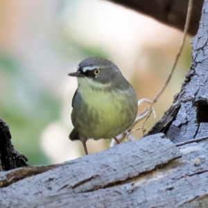 Sericornis frontalis at Bandiana, VIC - 17 Sep 2023