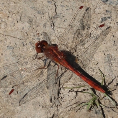 Diplacodes bipunctata (Wandering Percher) at Wodonga Regional Park - 17 Sep 2023 by KylieWaldon