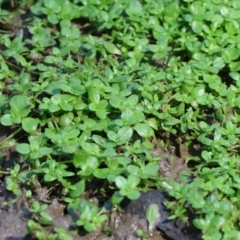 Callitriche stagnalis (Common Starwort) at Wodonga Regional Park - 17 Sep 2023 by KylieWaldon