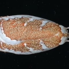 Euchaetis rhizobola (A Concealer moth (Wingia group)) at Ainslie, ACT - 23 Sep 2023 by jb2602