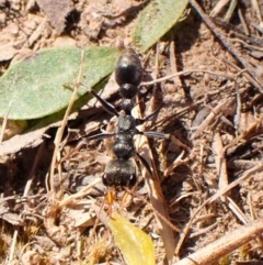 Myrmecia sp., pilosula-group (Jack jumper) at Mount Painter - 20 Sep 2023 by CathB