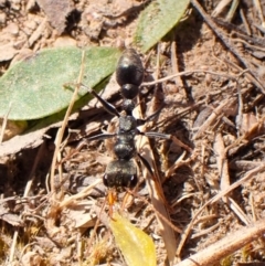 Myrmecia sp., pilosula-group (Jack jumper) at Belconnen, ACT - 20 Sep 2023 by CathB