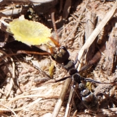 Myrmecia sp., pilosula-group at Belconnen, ACT - 21 Sep 2023 09:50 AM