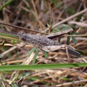 Coryphistes ruricola at Belconnen, ACT - 21 Sep 2023