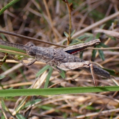 Coryphistes ruricola (Bark-mimicking Grasshopper) at Belconnen, ACT - 21 Sep 2023 by CathB