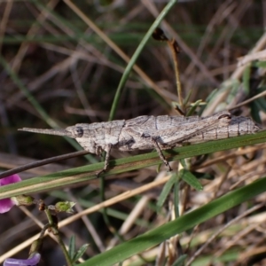 Coryphistes ruricola at Belconnen, ACT - 21 Sep 2023