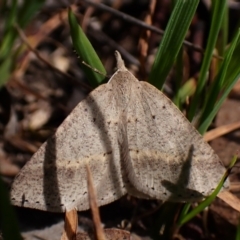 Nearcha nullata (Rounded Nearcha) at Aranda Bushland - 21 Sep 2023 by CathB