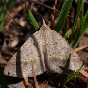 Nearcha nullata at Belconnen, ACT - 21 Sep 2023 10:33 AM