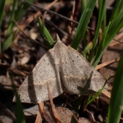 Nearcha nullata at Belconnen, ACT - 21 Sep 2023 10:33 AM