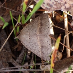 Nearcha nullata at Belconnen, ACT - 21 Sep 2023