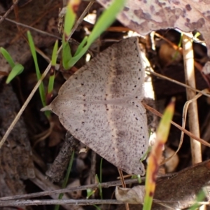 Nearcha nullata at Belconnen, ACT - 21 Sep 2023 10:33 AM