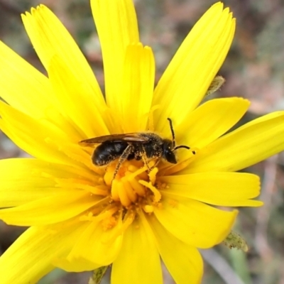 Lasioglossum (Chilalictus) lanarium (Halictid bee) at Aranda Bushland - 21 Sep 2023 by CathB