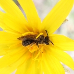 Lasioglossum (Chilalictus) lanarium at Belconnen, ACT - 21 Sep 2023