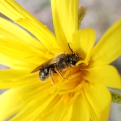 Lasioglossum (Chilalictus) lanarium at Belconnen, ACT - 21 Sep 2023 10:49 AM