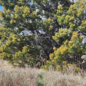 Acacia decurrens at Pialligo, ACT - 24 Sep 2023 09:07 AM