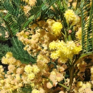 Acacia decurrens at Pialligo, ACT - 24 Sep 2023