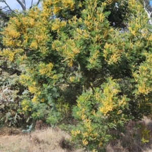 Acacia decurrens at Pialligo, ACT - 24 Sep 2023 09:07 AM