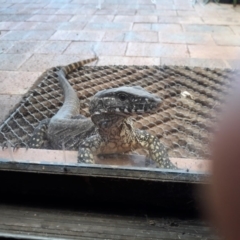 Varanus rosenbergi (Heath or Rosenberg's Monitor) at QPRC LGA - 14 Feb 2019 by GJB