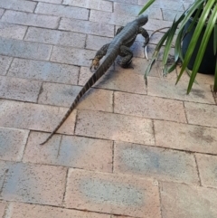 Varanus rosenbergi at Bywong, NSW - 14 Feb 2019