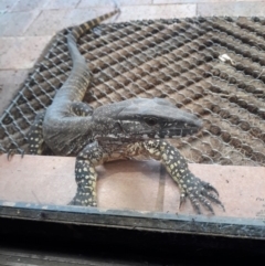 Varanus rosenbergi at Bywong, NSW - 14 Feb 2019