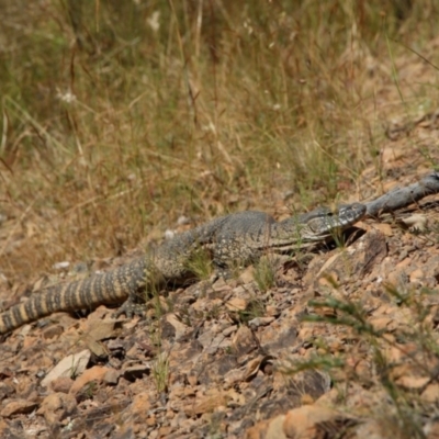 Varanus rosenbergi (Heath or Rosenberg's Monitor) at QPRC LGA - 19 Dec 2022 by GJB