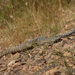 Varanus rosenbergi (Heath or Rosenberg's Monitor) at QPRC LGA - 19 Dec 2022 by GJB