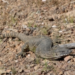 Varanus rosenbergi at Bywong, NSW - 19 Dec 2022