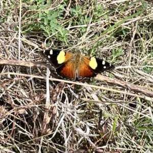 Vanessa itea at Tuggeranong, ACT - 24 Sep 2023 09:20 AM