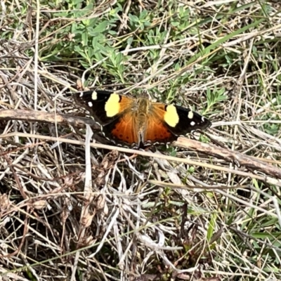 Vanessa itea (Yellow Admiral) at Mount Taylor - 23 Sep 2023 by George