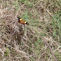 Vanessa itea at Tuggeranong, ACT - 24 Sep 2023 09:20 AM