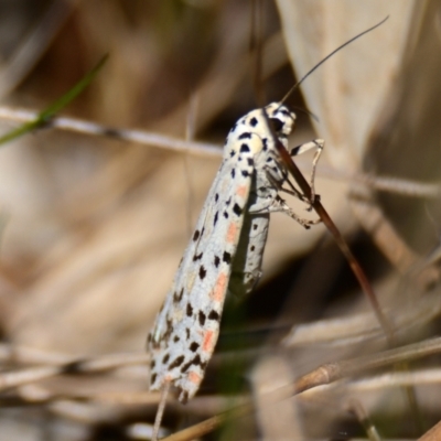 Utetheisa (genus) (A tiger moth) at The Pinnacle - 24 Sep 2023 by Thurstan