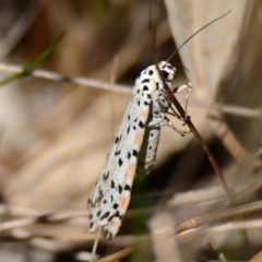 Utetheisa (genus) (A tiger moth) at Weetangera, ACT - 24 Sep 2023 by Thurstan