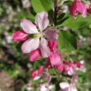 Malus pumila at Symonston, ACT - 20 Sep 2023 08:49 AM