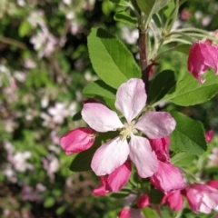 Malus pumila at Symonston, ACT - 20 Sep 2023