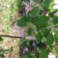 Malus pumila at Symonston, ACT - 20 Sep 2023 08:49 AM