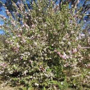 Malus pumila at Symonston, ACT - 20 Sep 2023 08:49 AM