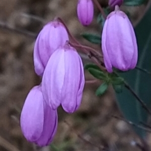 Tetratheca bauerifolia at Paddys River, ACT - 24 Sep 2023