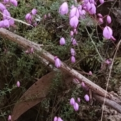 Tetratheca bauerifolia at Paddys River, ACT - 24 Sep 2023 06:06 AM