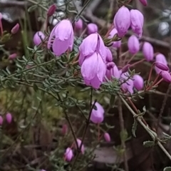 Tetratheca bauerifolia at Paddys River, ACT - 24 Sep 2023