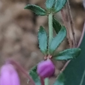 Tetratheca bauerifolia at Paddys River, ACT - 24 Sep 2023