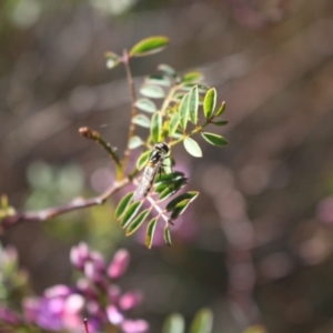 Syrphini sp. (tribe) at Gungahlin, ACT - 24 Sep 2023