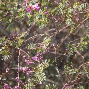 Indigofera australis subsp. australis at Gungahlin, ACT - 24 Sep 2023 10:16 AM