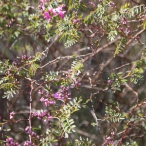 Indigofera australis subsp. australis at Gungahlin, ACT - 24 Sep 2023