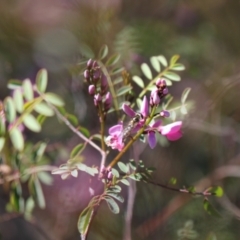 Indigofera australis subsp. australis at Gungahlin, ACT - 24 Sep 2023 10:16 AM